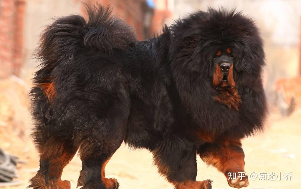 世界公认十大“猛犬”排行榜,见到记得要绕道走! - 知乎