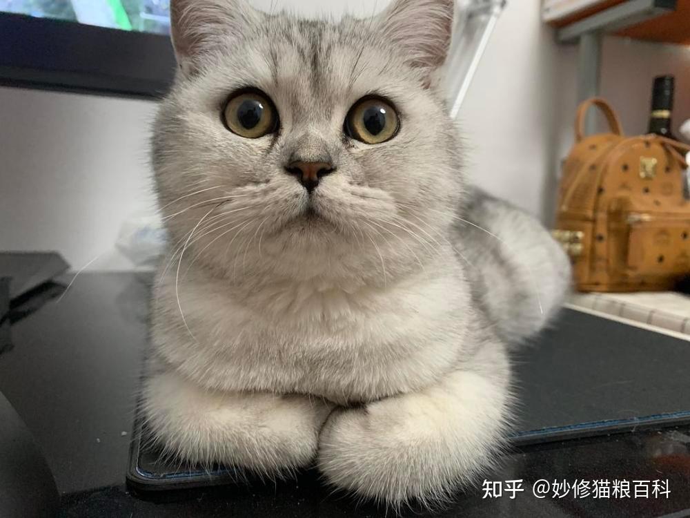 天凉了，猫咪“揣手手”除了保暖，还有哪些意思？ - 知乎