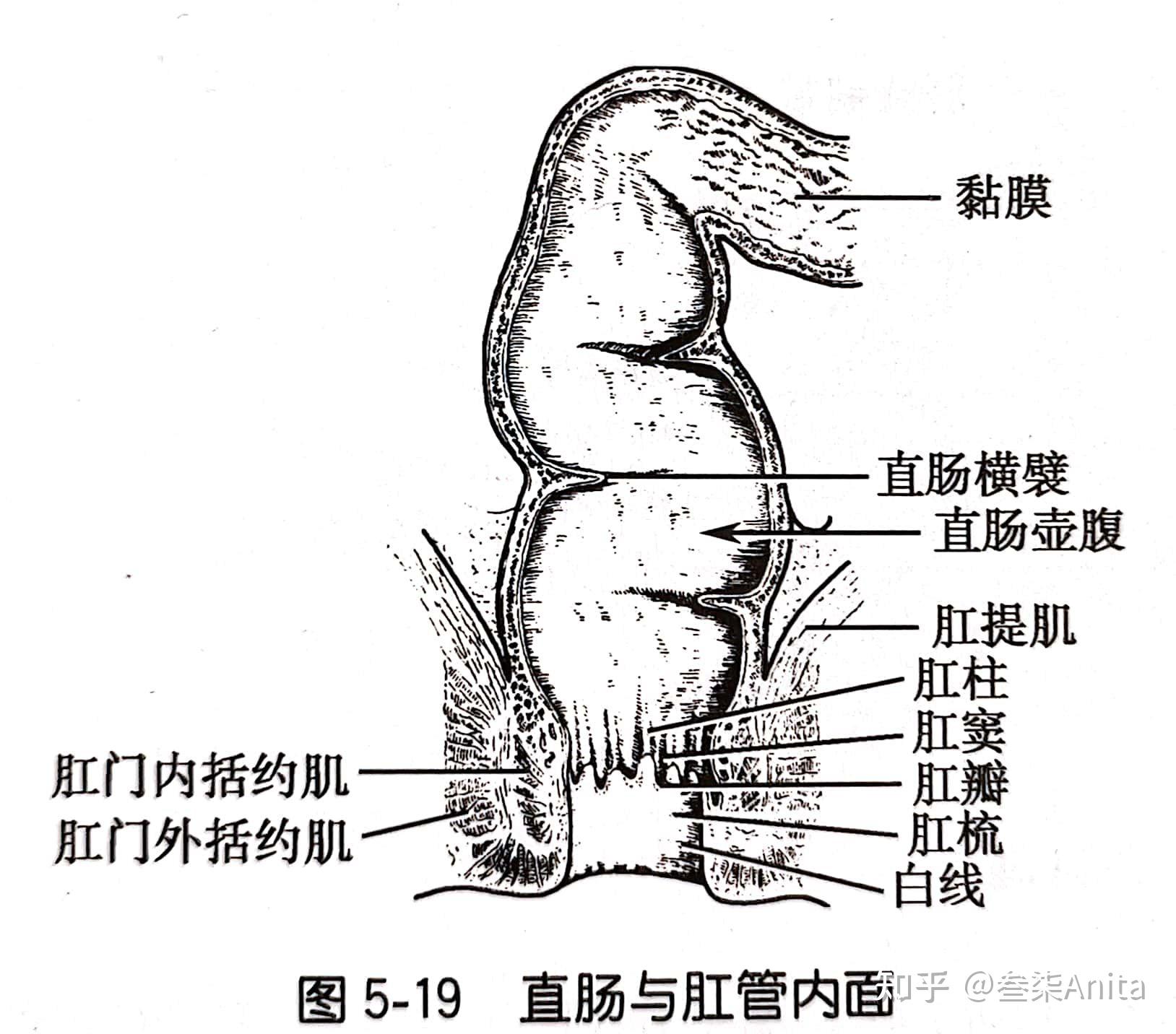 胃部体表投影图片
