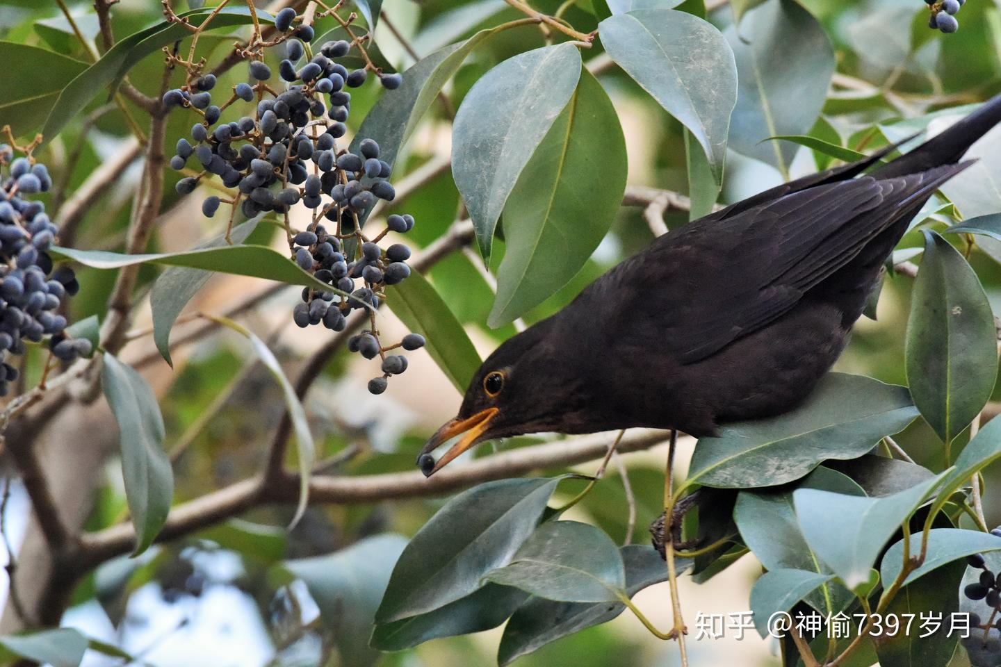 鸫科鸟类: 乌鸫 (Turdus merula),唯一喜欢在你家附近筑巢的鸟 - 知乎