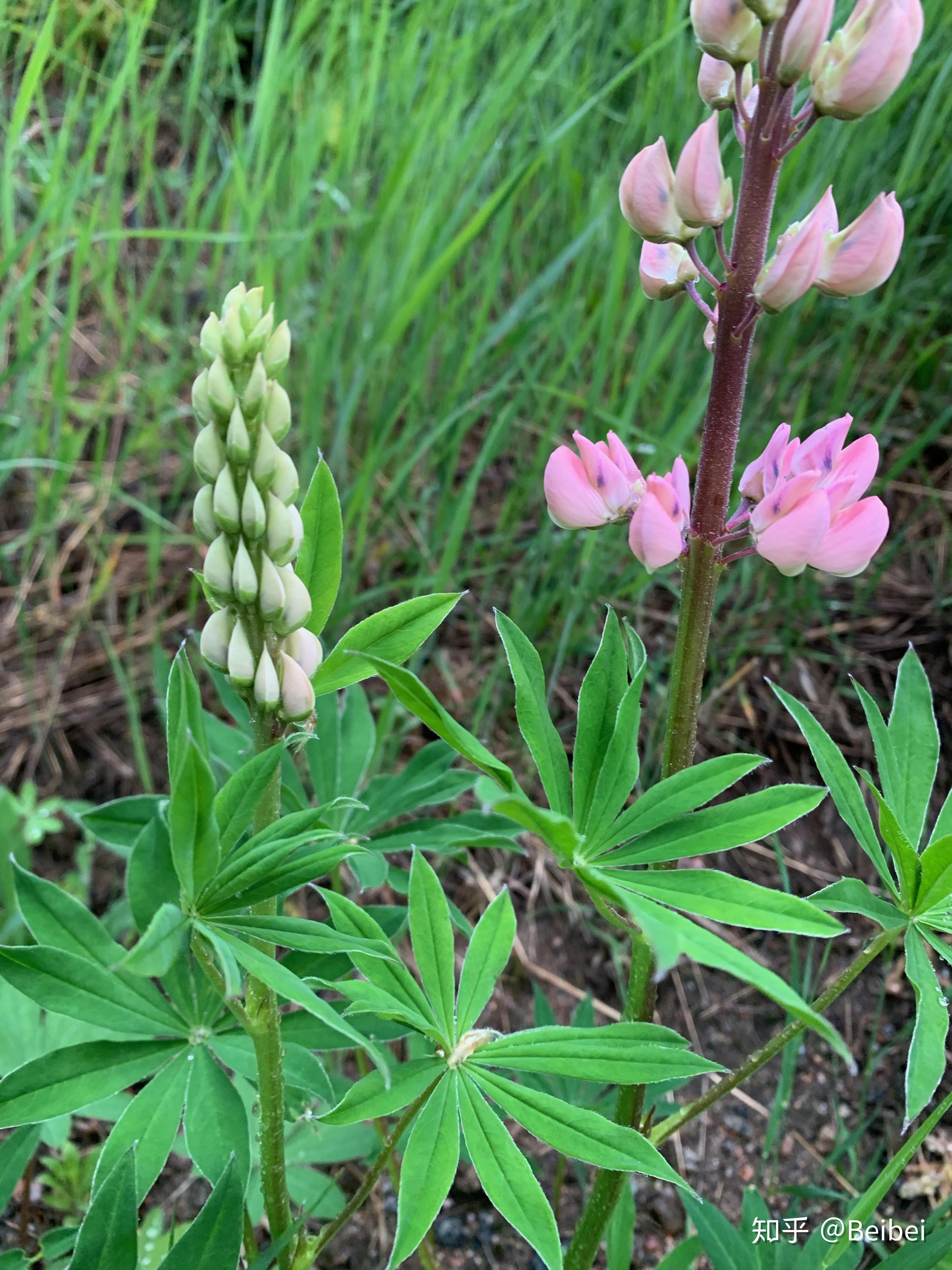 多叶羽扇豆 - 知乎
