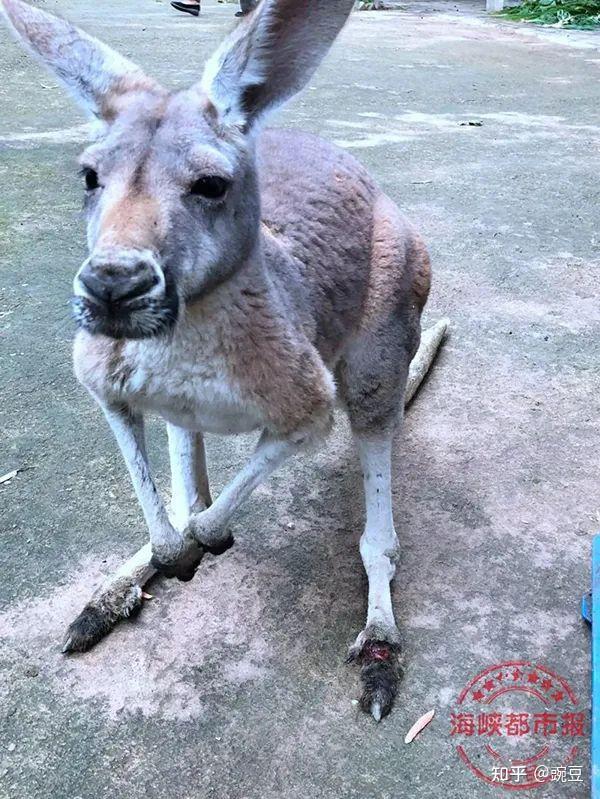 默认最新悠无痕他怎么不去薅老虎狮子的毛试试,或是鸵鸟的帽试试