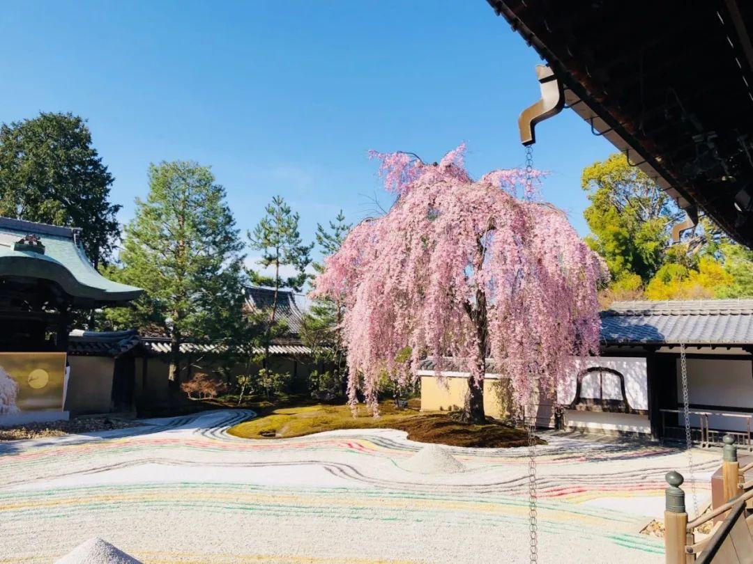 高台寺 樱花图片