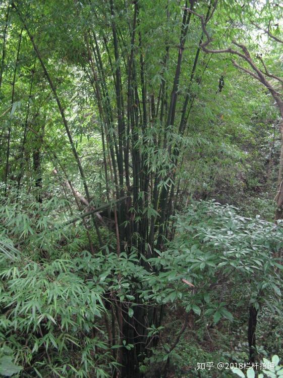 电视剧《西游记》外景地:安县-罗浮山 (中)