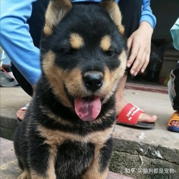 “四眼土狗”到底有什么魅力？能让每个人都对它着迷！ - 知乎