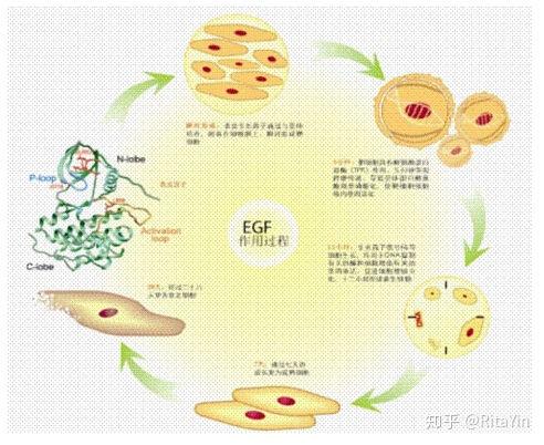什么是人工植皮技术？ - 知乎