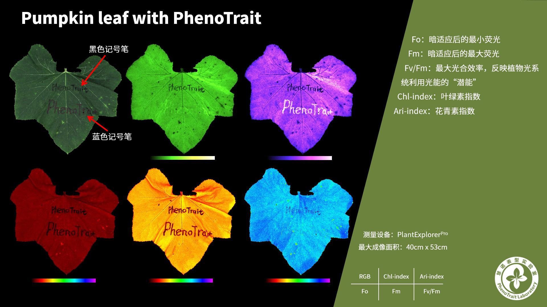 南瓜叶片的光合表型(叶绿素荧光成像)南瓜叶片的ojip