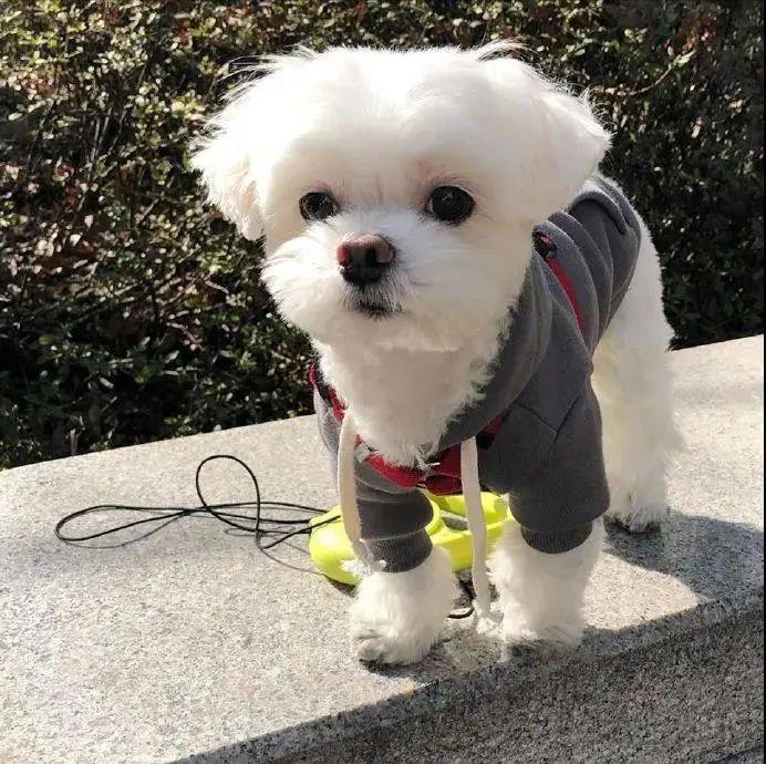 韩国36岁的狗狗图片