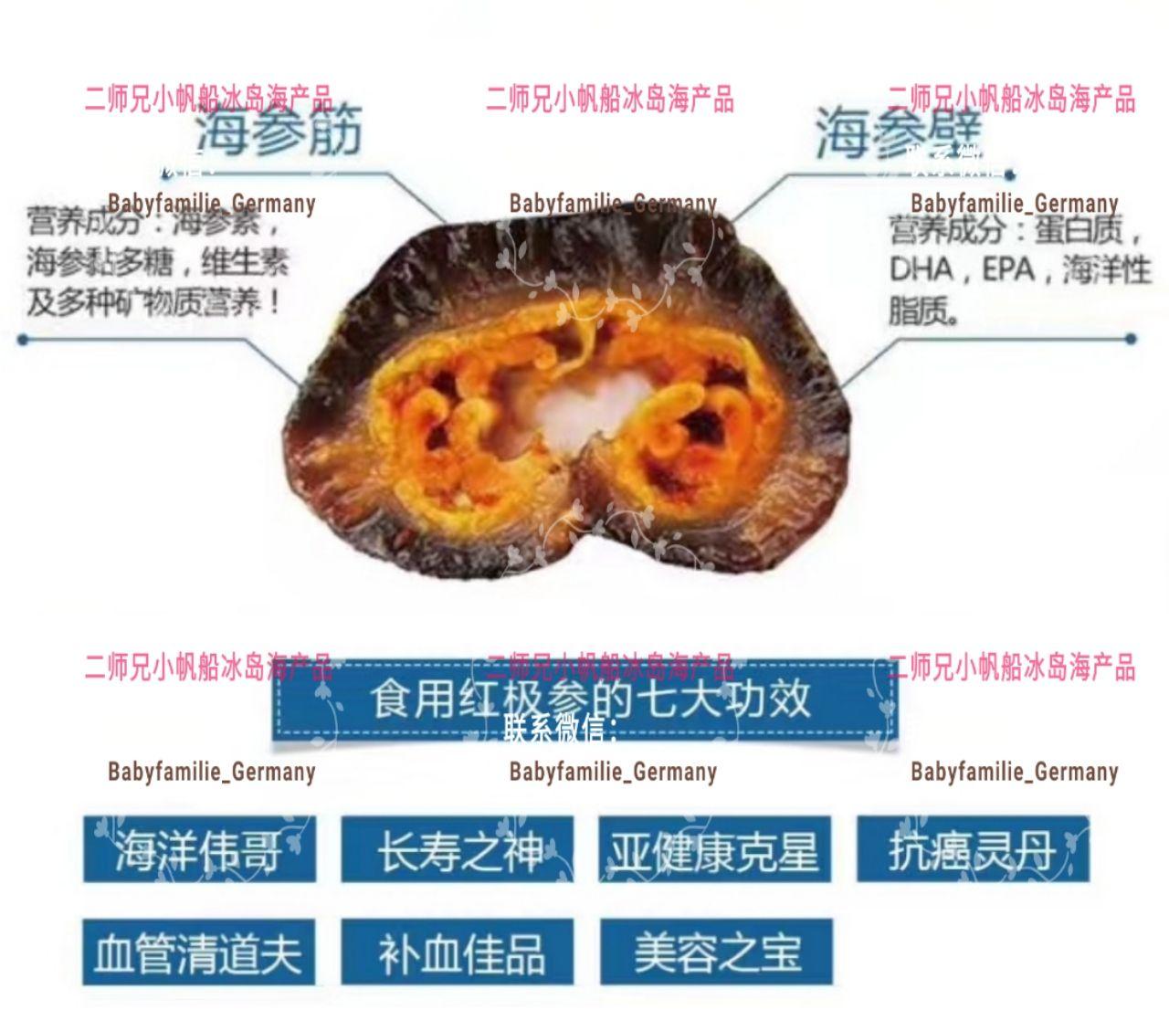 海参的结构图图片