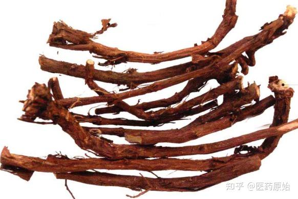 带你识别麻黄根