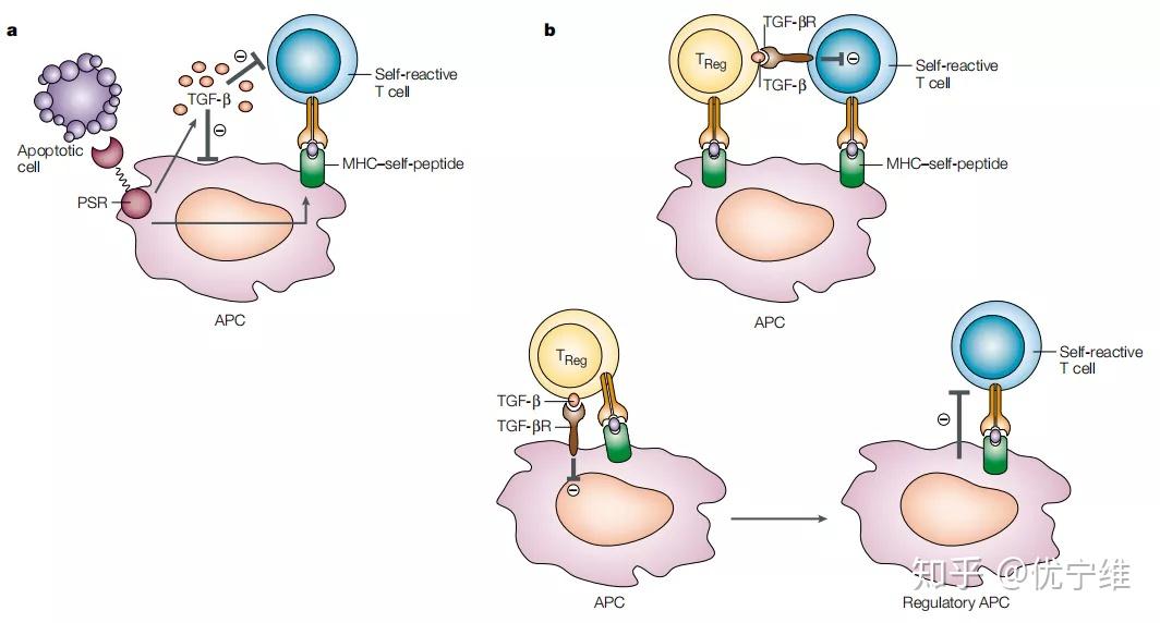 αvβ6和树突状细胞表达的整联蛋白αvβ8在激活tgf-β中起着关键作用
