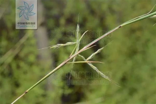 书香门第中书香指的是