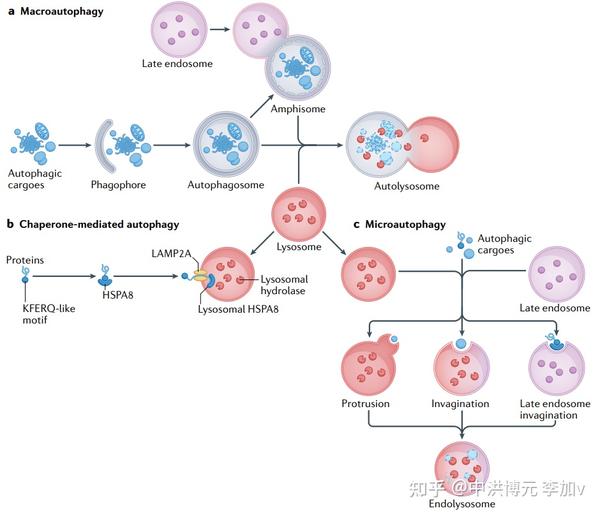 综述：全面汇总微自噬的研究进展（值得收藏）IF=113 - 知乎