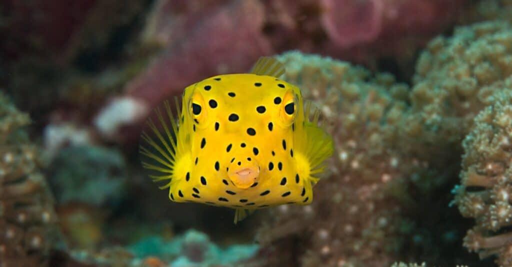 比大白鲨还致命的鱼有哪些科普最致命的鱼类