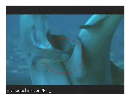 大白课 鲸鱼是怎么啪啪啪的你造么 知乎