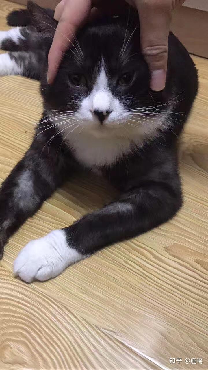 黑白色田园猫能有多好看