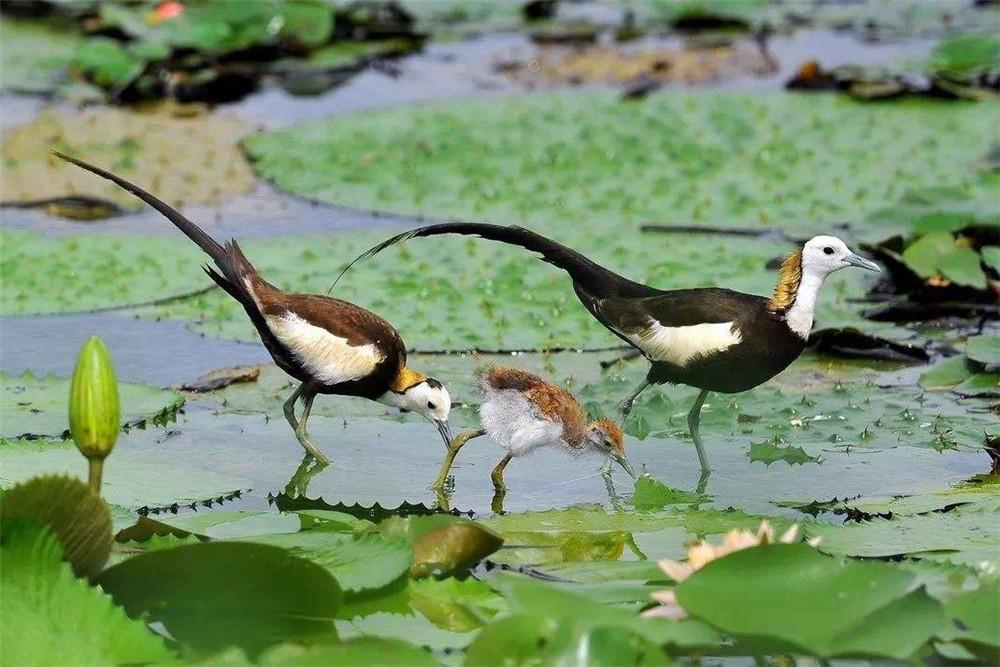 有意思的是,在换羽的过程中,飞羽一次全部脱落,水雉失去飞翔能力,只能