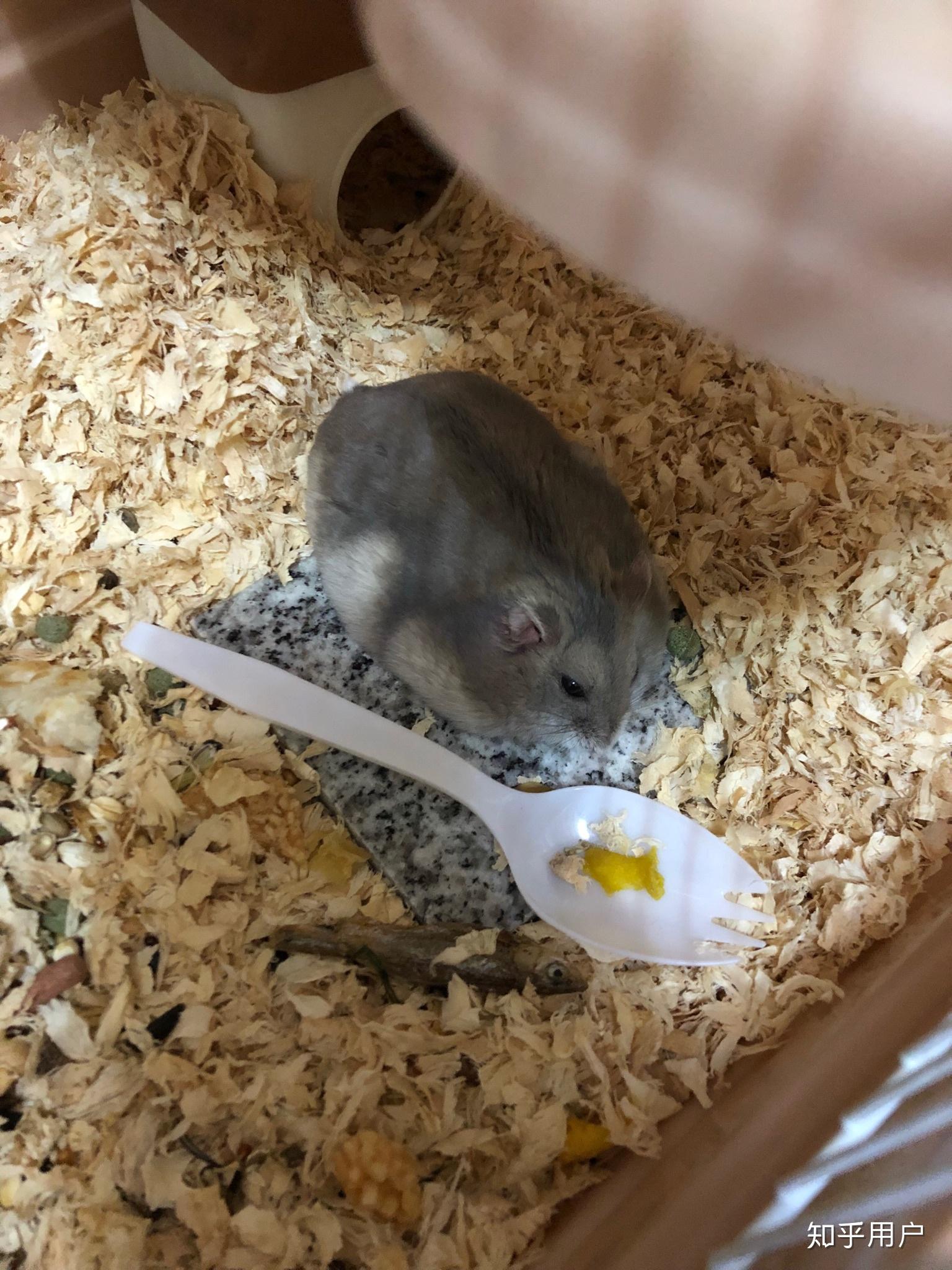 仓鼠建议买紫仓还是三线