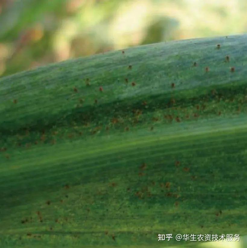 10种玉米常见虫害防治!