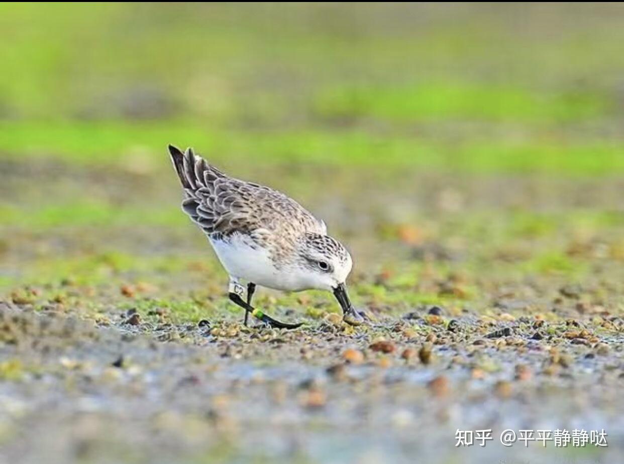 高凤麦高凤流麦南北朝南朝后汉书逸民传高凤