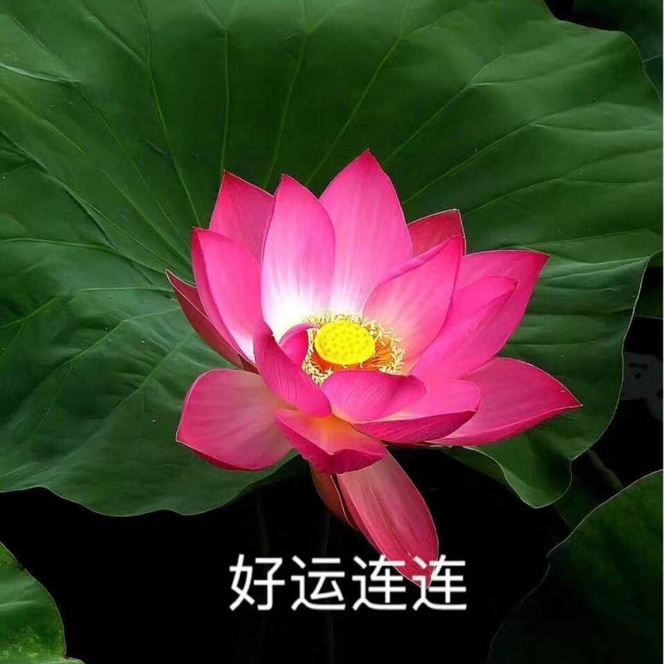 有什么适合四十多岁爸爸妈妈的微信头像