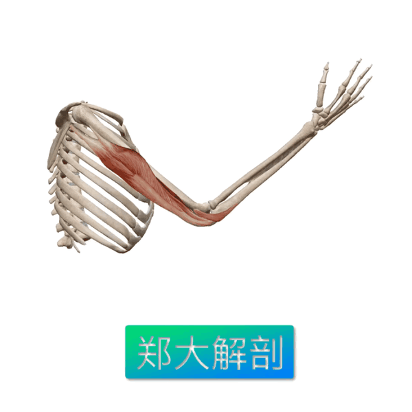 功能解剖|肱三头肌 - 知乎