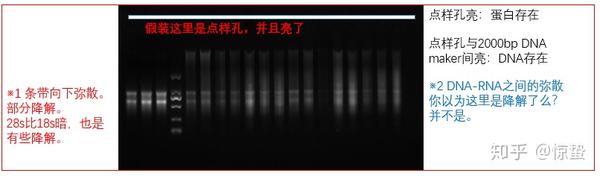 RNA质量检测结果分析 - 知乎