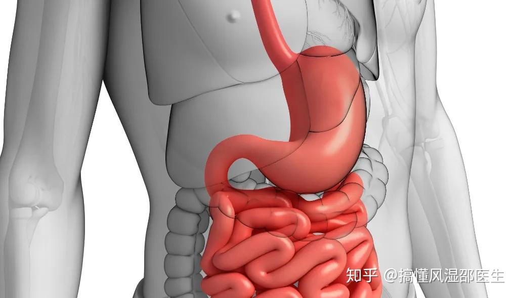 什么是动物内脏呀 v2-b5f4751b04098d3512a82ab5b4152321_r.jpg
