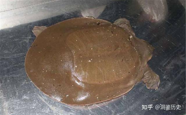 乌龟身中四箭被老汉钓出,网友戏谑“龟心四箭”,专家:此乃国宝 - 知乎