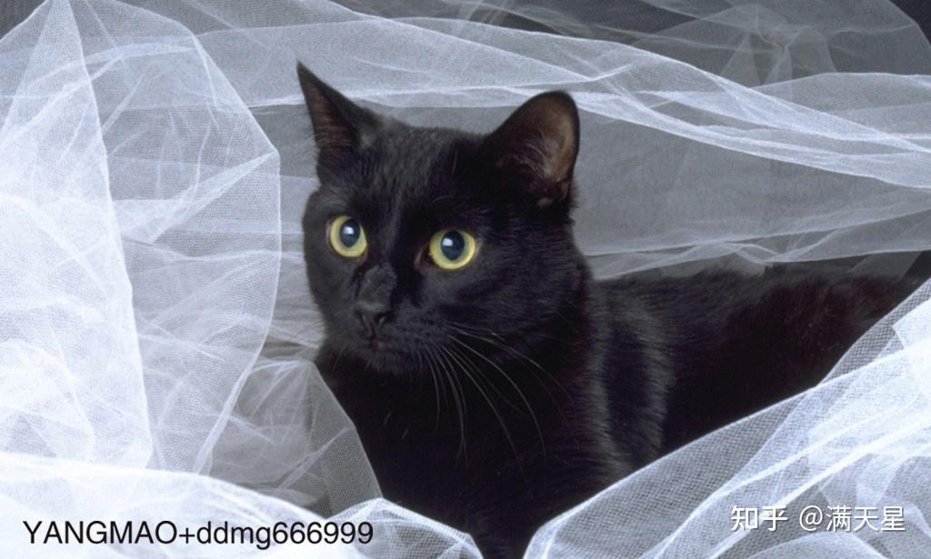 纯黑拿破仑猫大概能长多大有多重