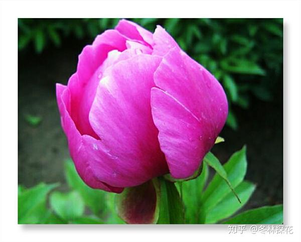 5月14日的生辰花 芍药花 知乎