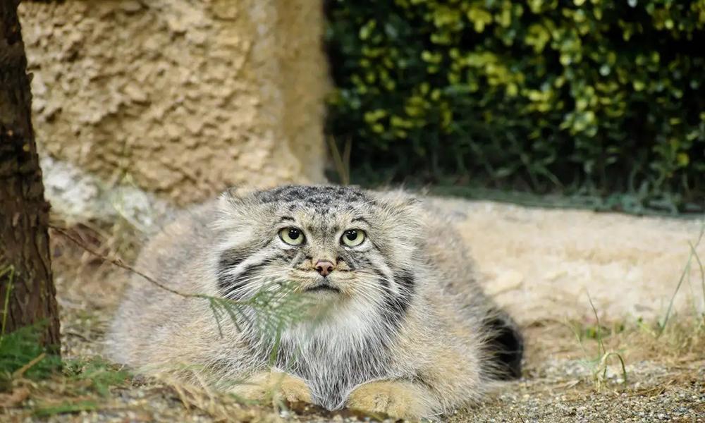 三江源发现3只兔狲,它们是猫科中的表情帝,野外的捕鼠小能手 - 知乎