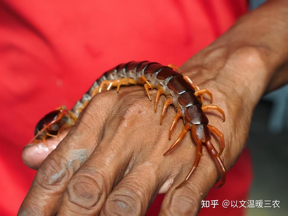 蜈蚣這麼毒大公雞還能吃掉它大公雞吃了蜈蚣會啄人