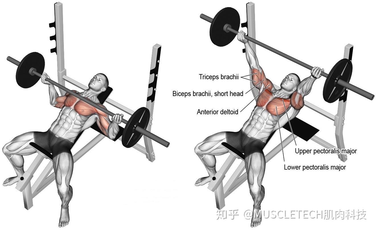 健身房器械使用指南之胸肌训练