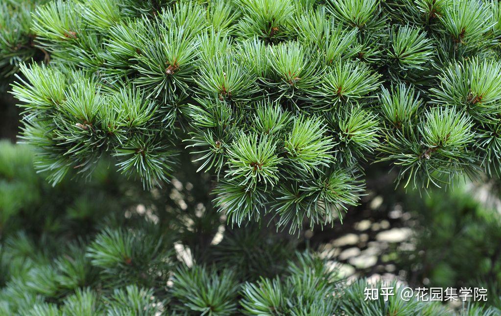 日式庭院该配什么植物?怎么配?看这里~ - 知乎
