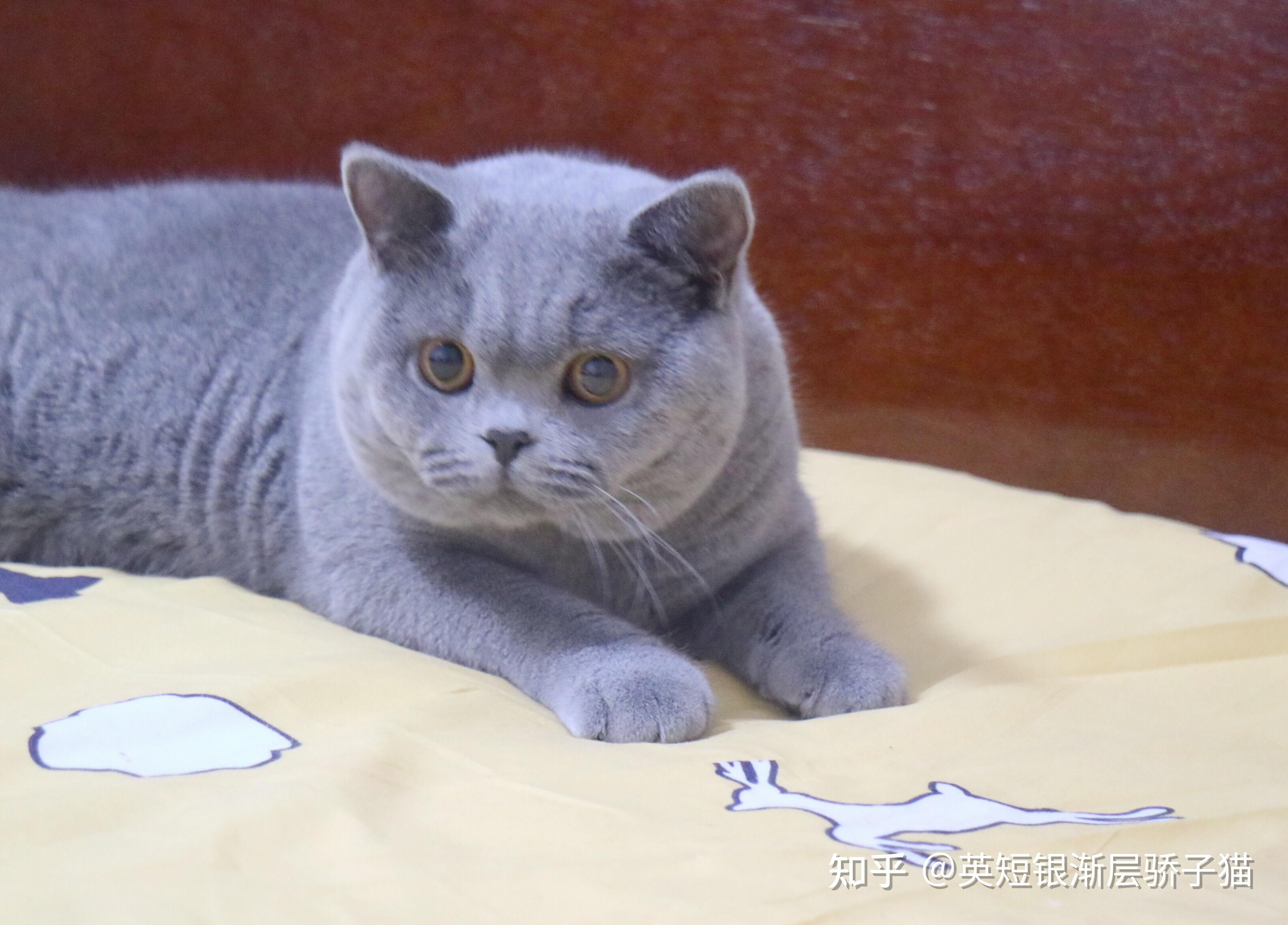 揭秘英国短毛猫的生长及衰老周期