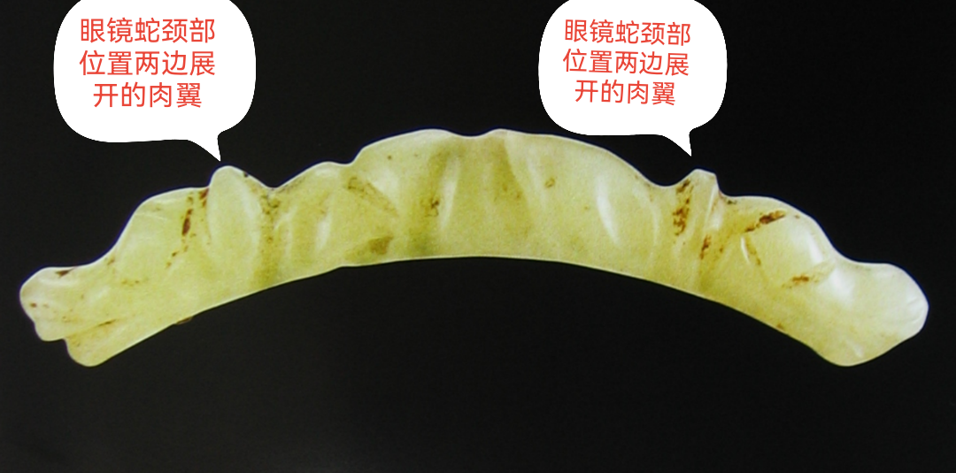 鳄形龙与蛇形龙的演变