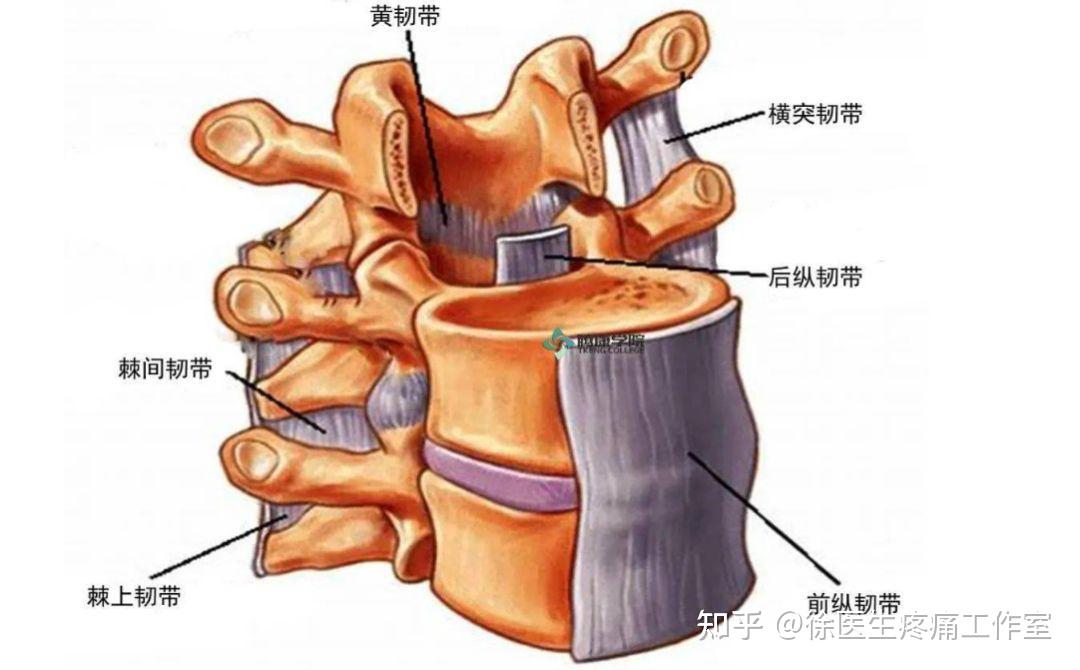 人體主要韌帶解剖起止點