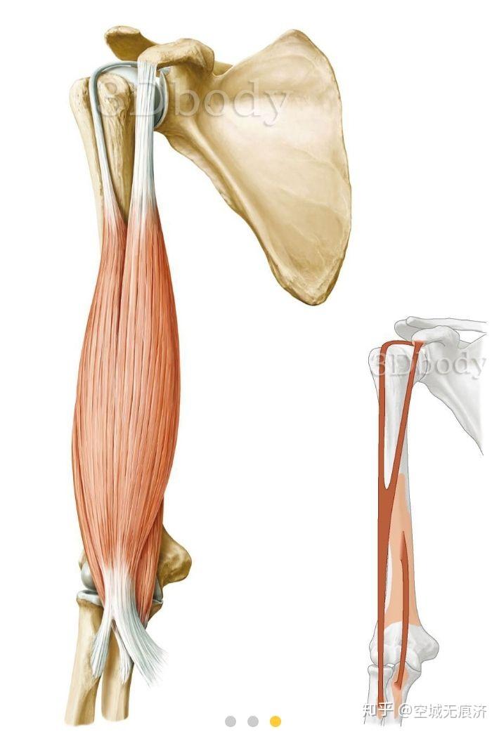 肱二头肌:起点:长头,起自肩胛骨盂上结节,短头,起自肩胛骨的喙突