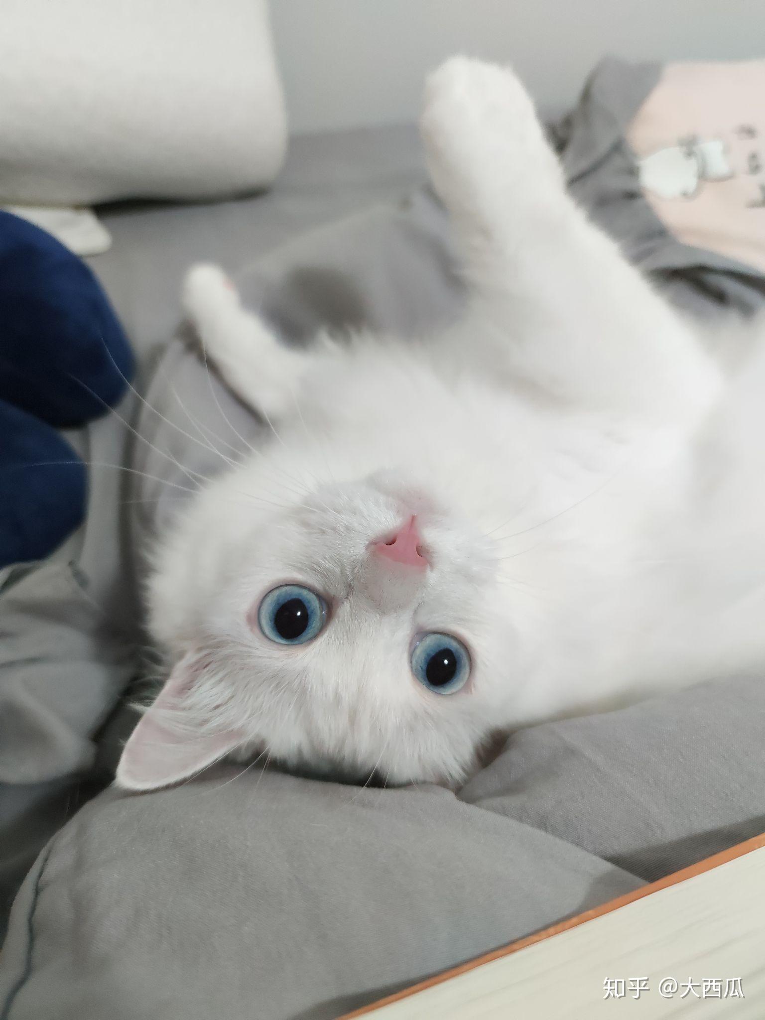 四个月的英短蓝猫应该长多大？ - 知乎