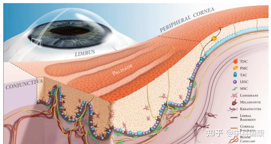 角膜组织的解剖结构和微环境