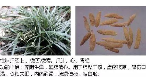 500余种中草药图  第416张