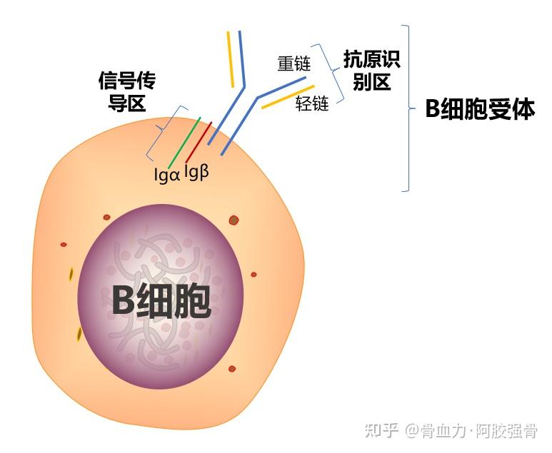 B细胞的眼睛——B细胞受体 - 知乎