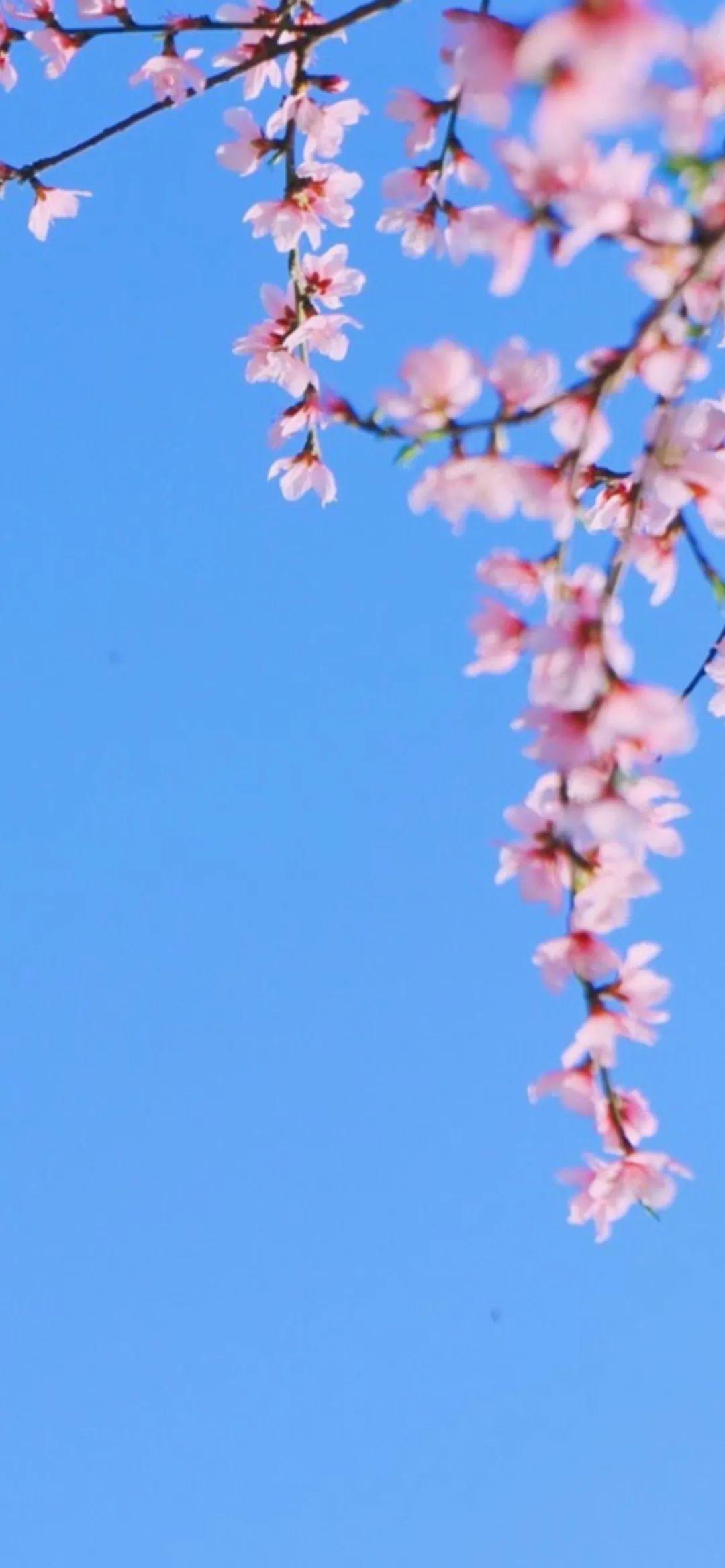 170张好看的壁纸值得推荐