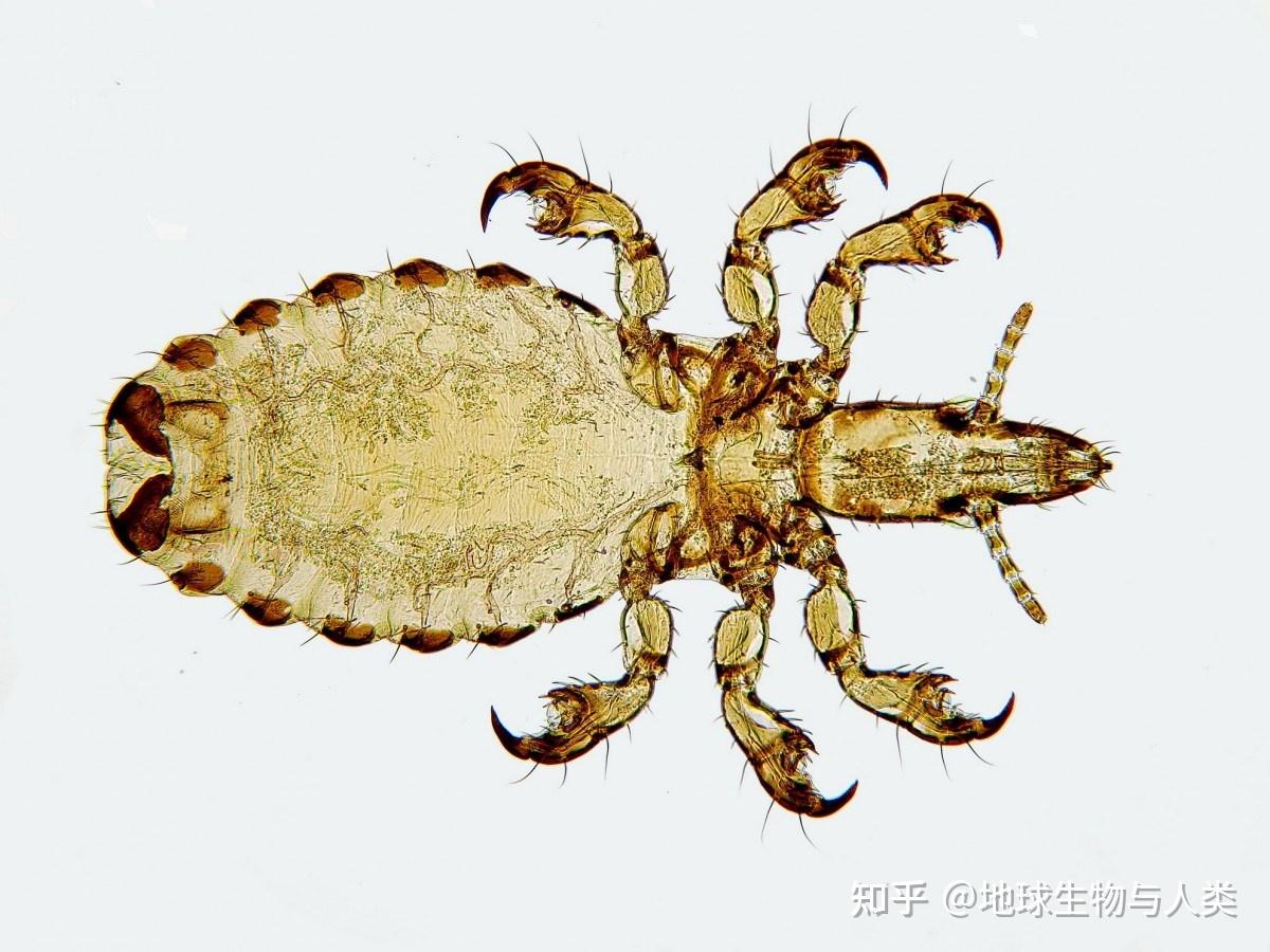 【动物界全系列】虱毛目—虱亚目(下) - 知乎