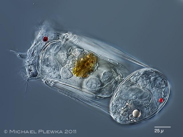 图说生殖系统(Reproductive system)·无脊椎动物- 知乎