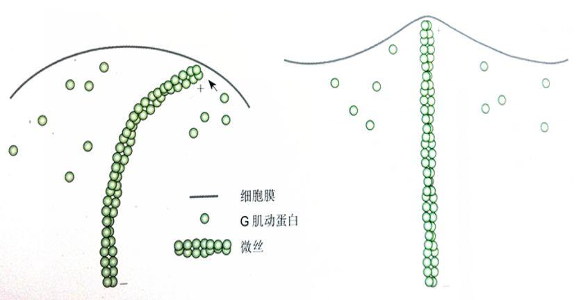 还有一类是片状伪足,由一团横七竖八的微丝顶出来,主要推动细胞向前进