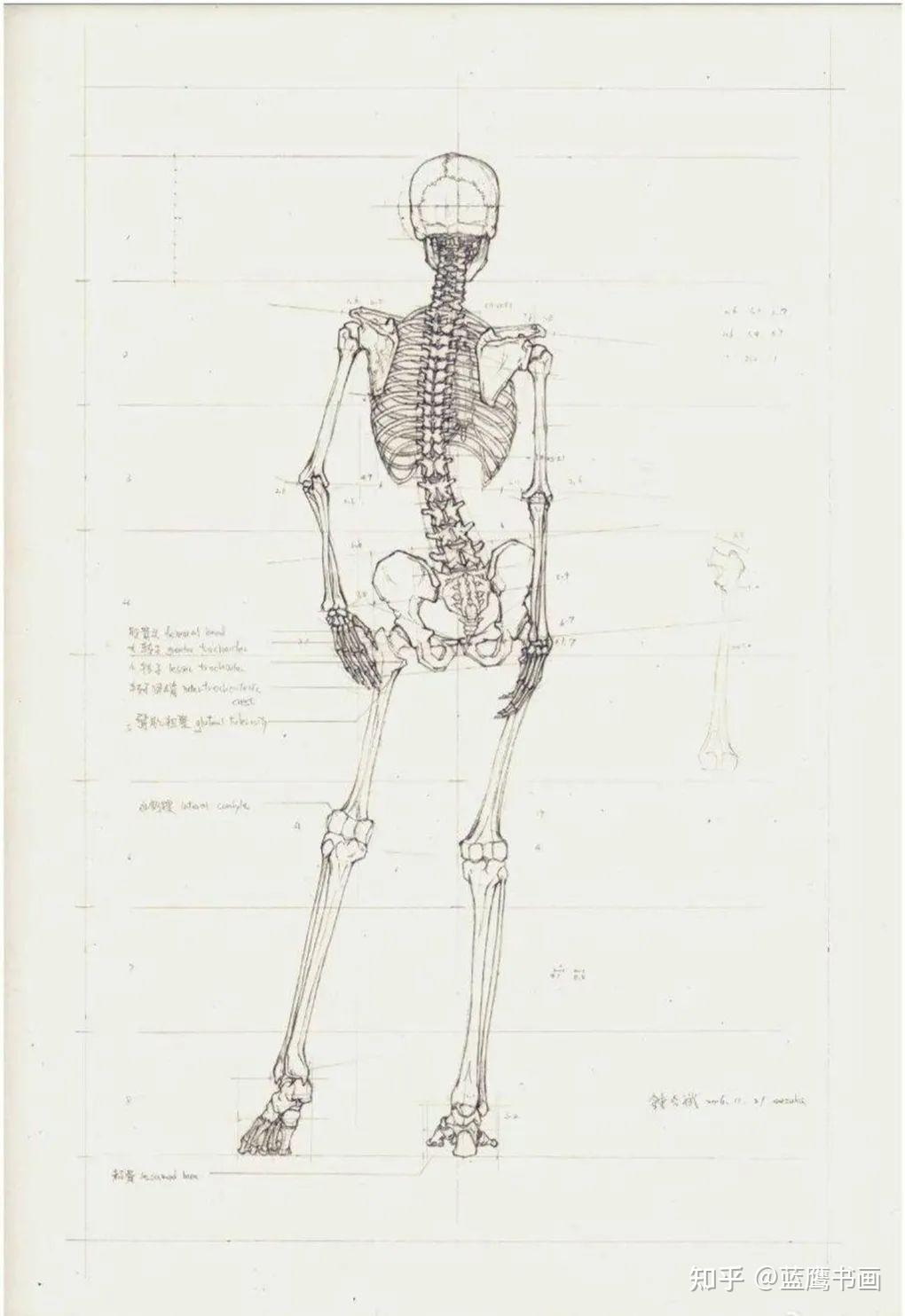 医学专业高材生手绘人体骨骼图,斩获国际设计大奖