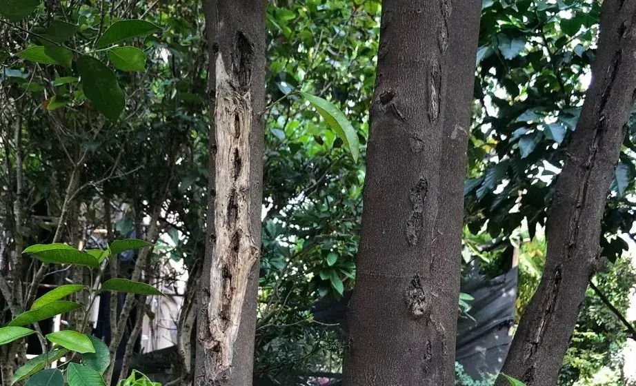 香雪兰种植方法_紫薇树种植方法_莞香树种植方法