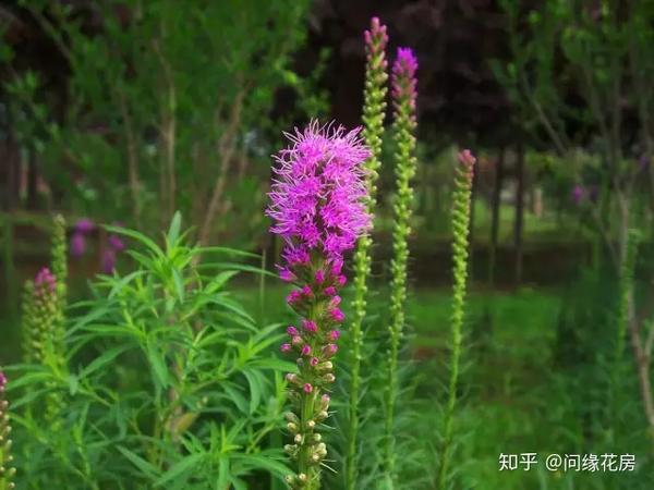 花艺师最常见花材17种 散型花材有哪些 人社网